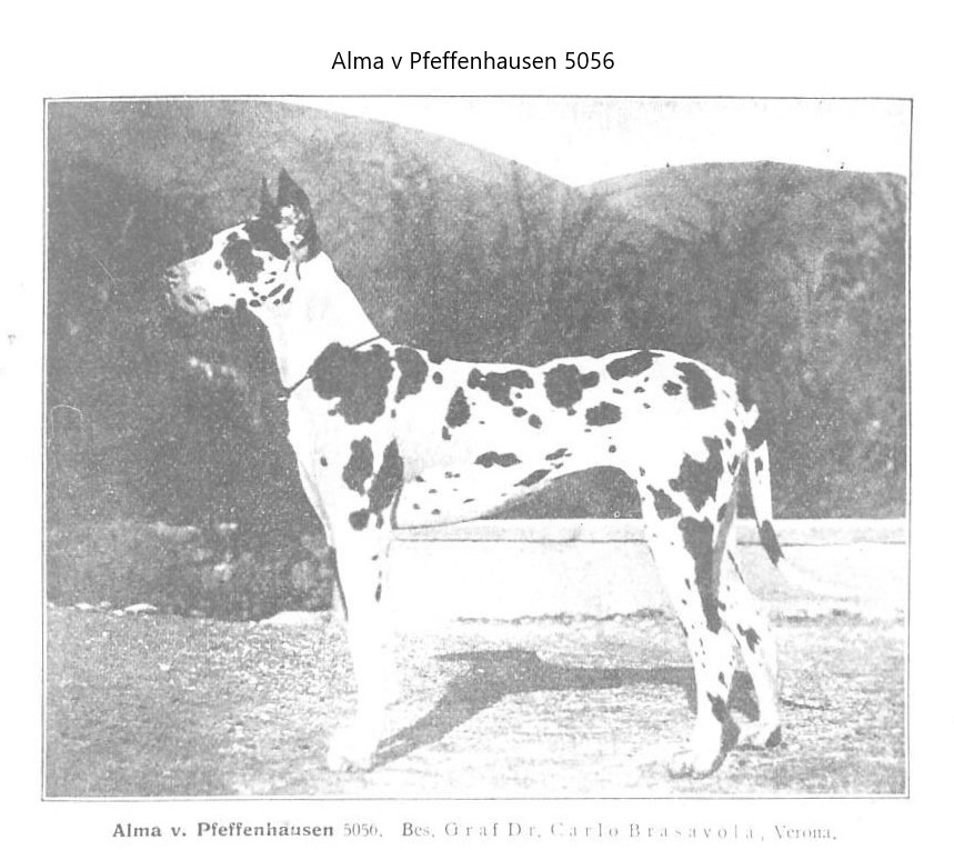 Alma v Pfeffenhausen